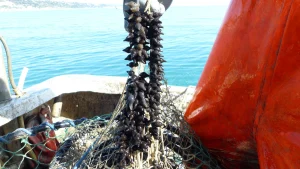 Eco-Fano