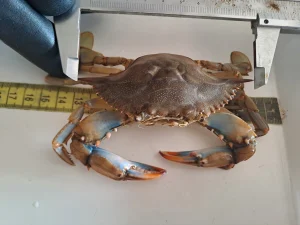 Incontro con i pescatori: La minaccia del granchio blu. La sua presenza nelle nostre coste.